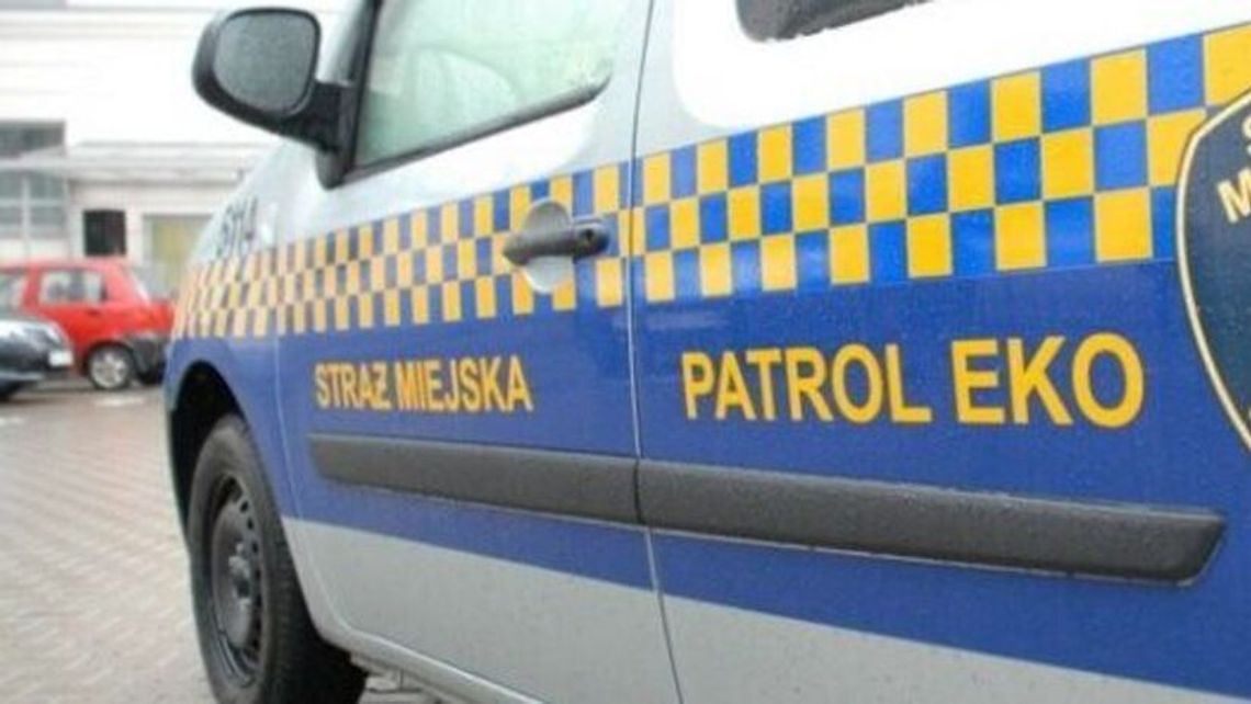 Łosie padły na ogrodzeniach. Ratusz ma doposażyć Straż Miejską 