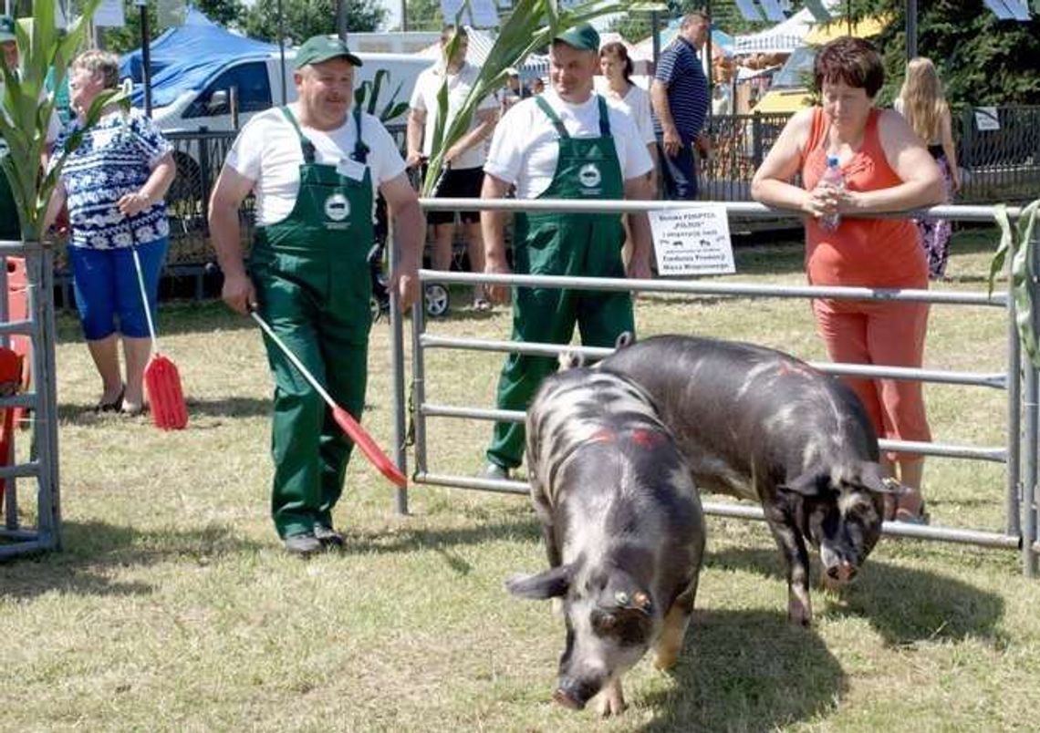 Loszki na wybiegu. Rozmowa z hodowcą trzody chlewnej