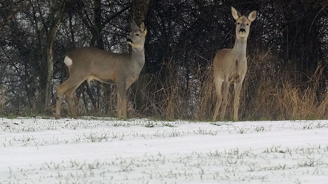 Lotniskowe sarny czekają na wyrok