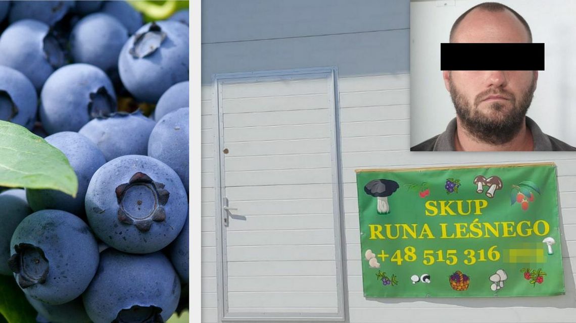 Łotysz skupował borówkę amerykańską, ale nie płacił sprzedawcom. "Zarobił" tak ok. 110 tys. zł