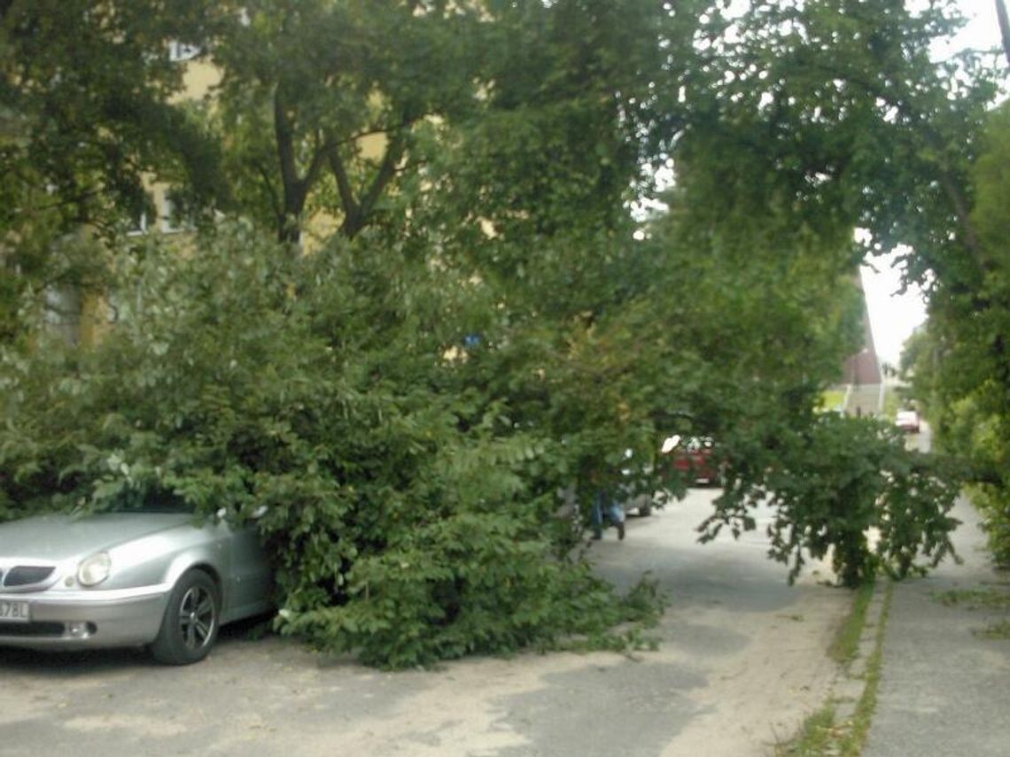 LSM: Drzewo spadło na dwa samochody
