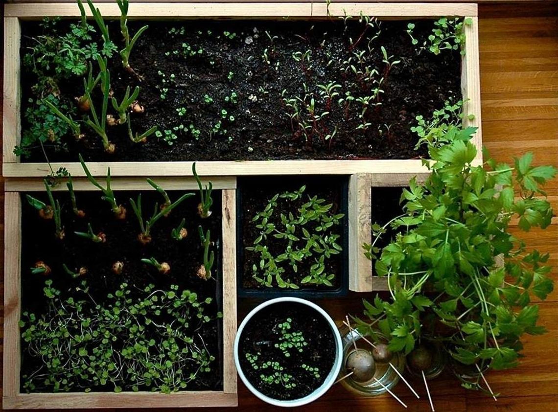 Lub design: Miejskie warzywniki - warsztaty