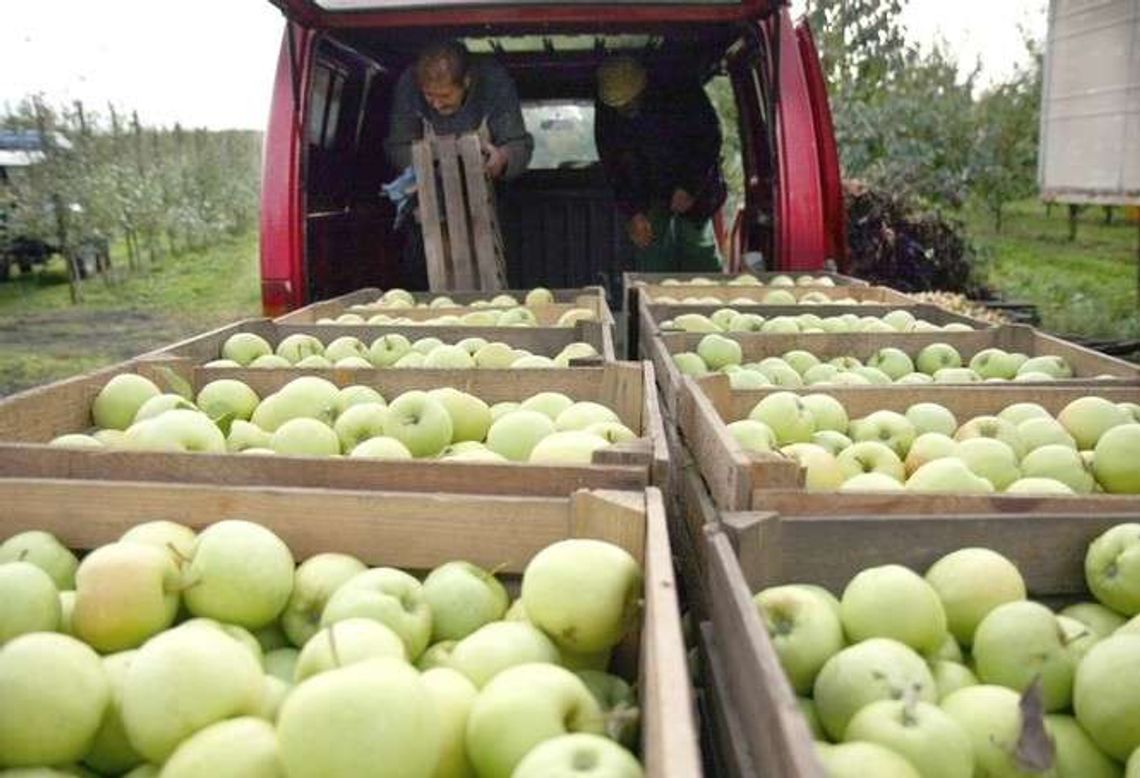 LubApple podbija świat. Lubelska recepta na na kryzys i rosyjskie embargo LubApple podbija świat. Lubelska recepta na na kryzys i rosyjskie embargo