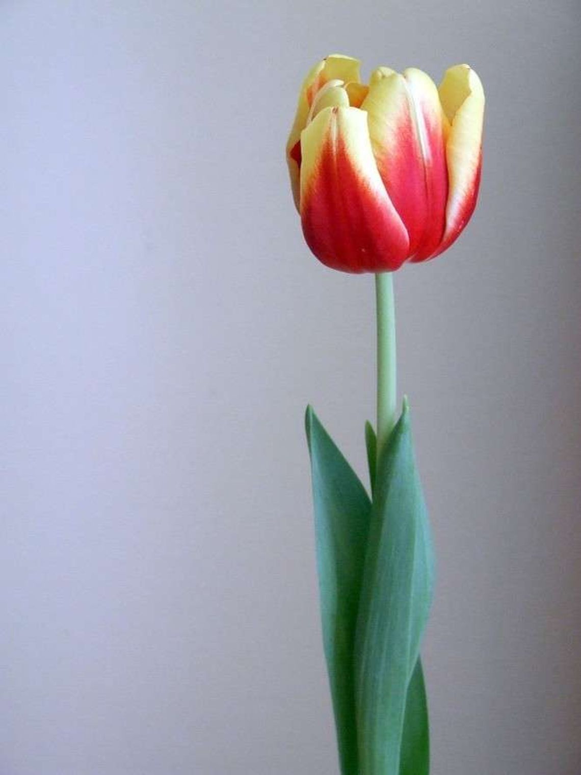 Lubartów: Cebulka tulipana za stare żelazko