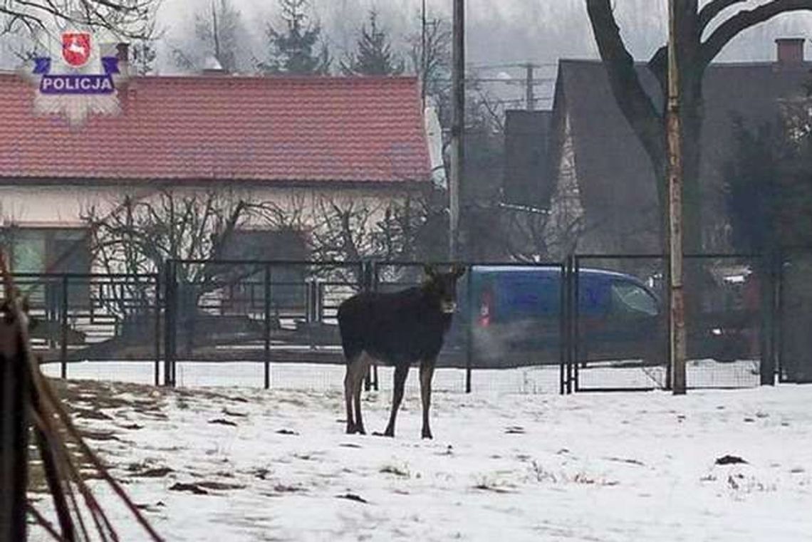 Lubartów: Łosie chodziły po mieście, jeden zginął Lubartów: Łosie chodziły po mieście, jeden zginął