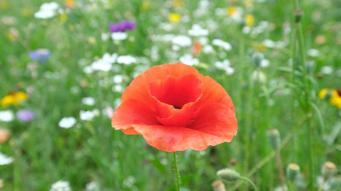 Lubartów może być jeszcze bardziej ekologiczny. Pomysły na łąki i deszczówkę