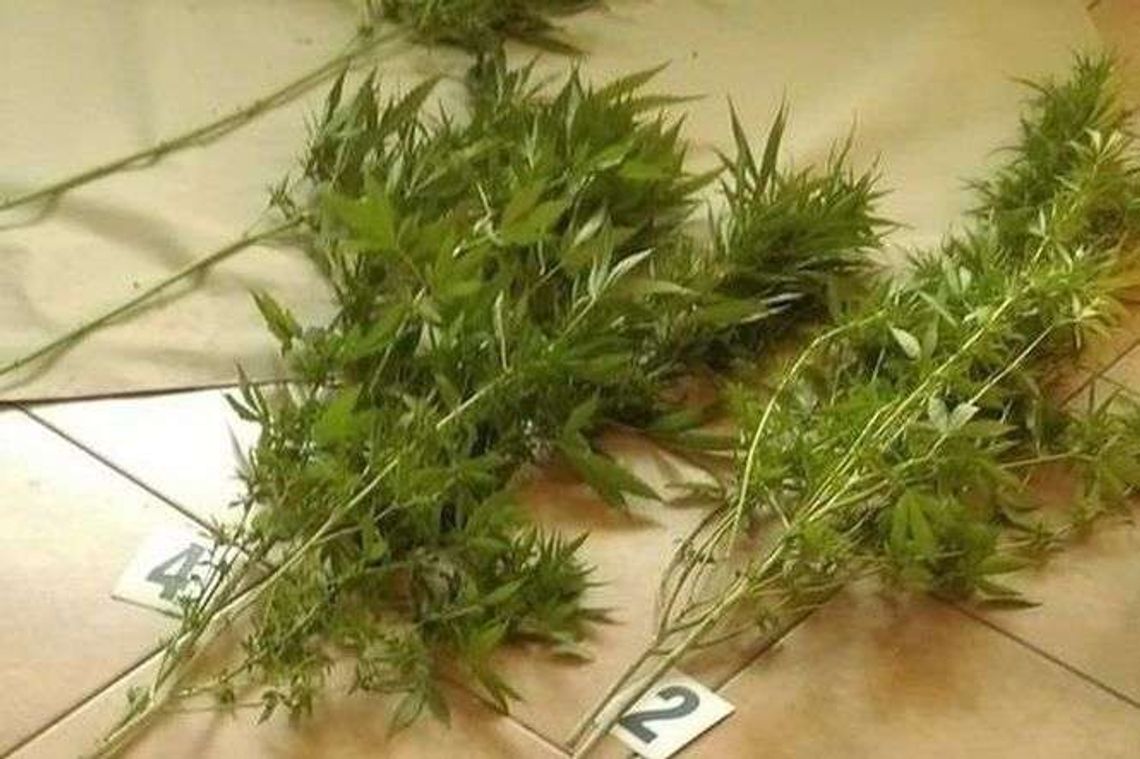 Lubartów: Wpadli z amfetaminą, marihuaną i konopiami