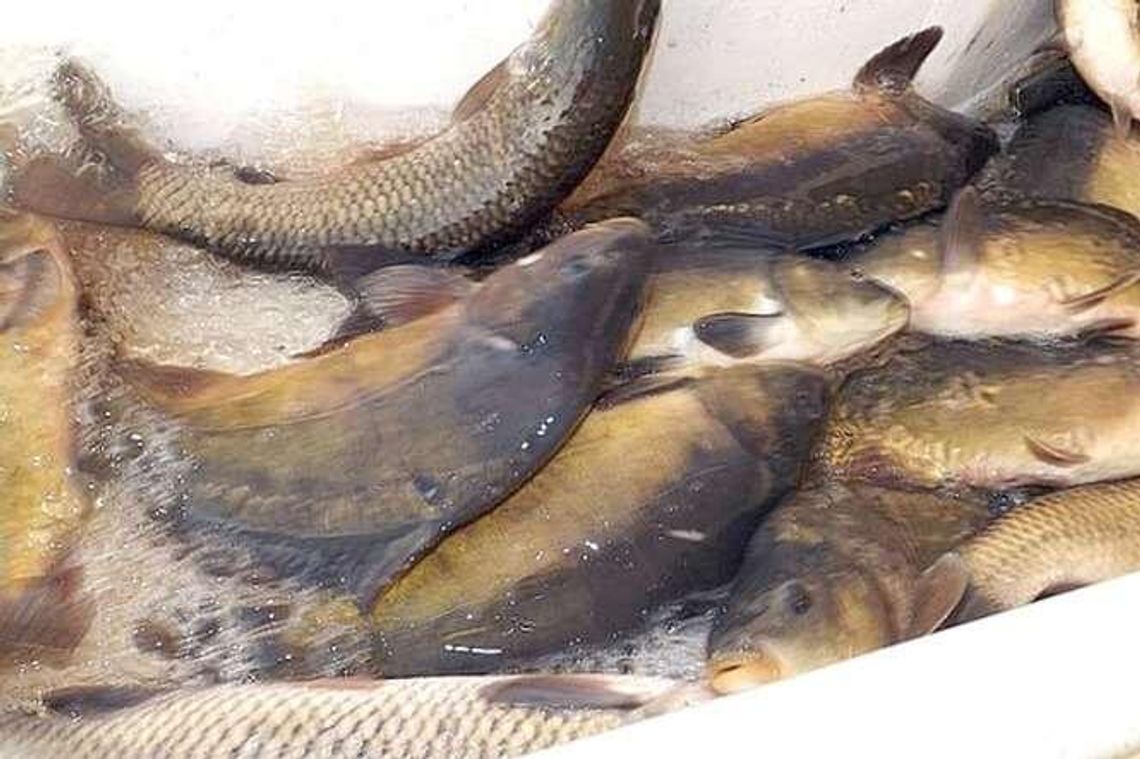 Lubartów: Wpuścili 600 kg ryb do miejskiego stawu