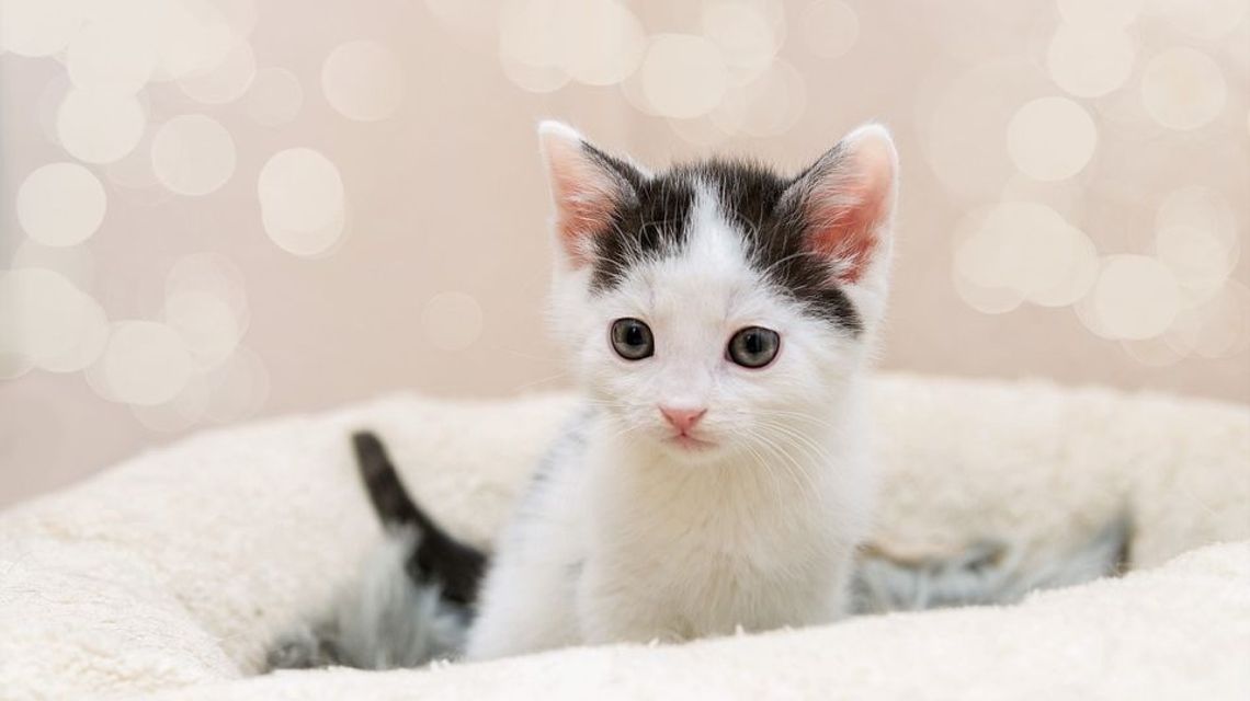 Lubartów: wyrzucił z samochodu pięć małych kotków