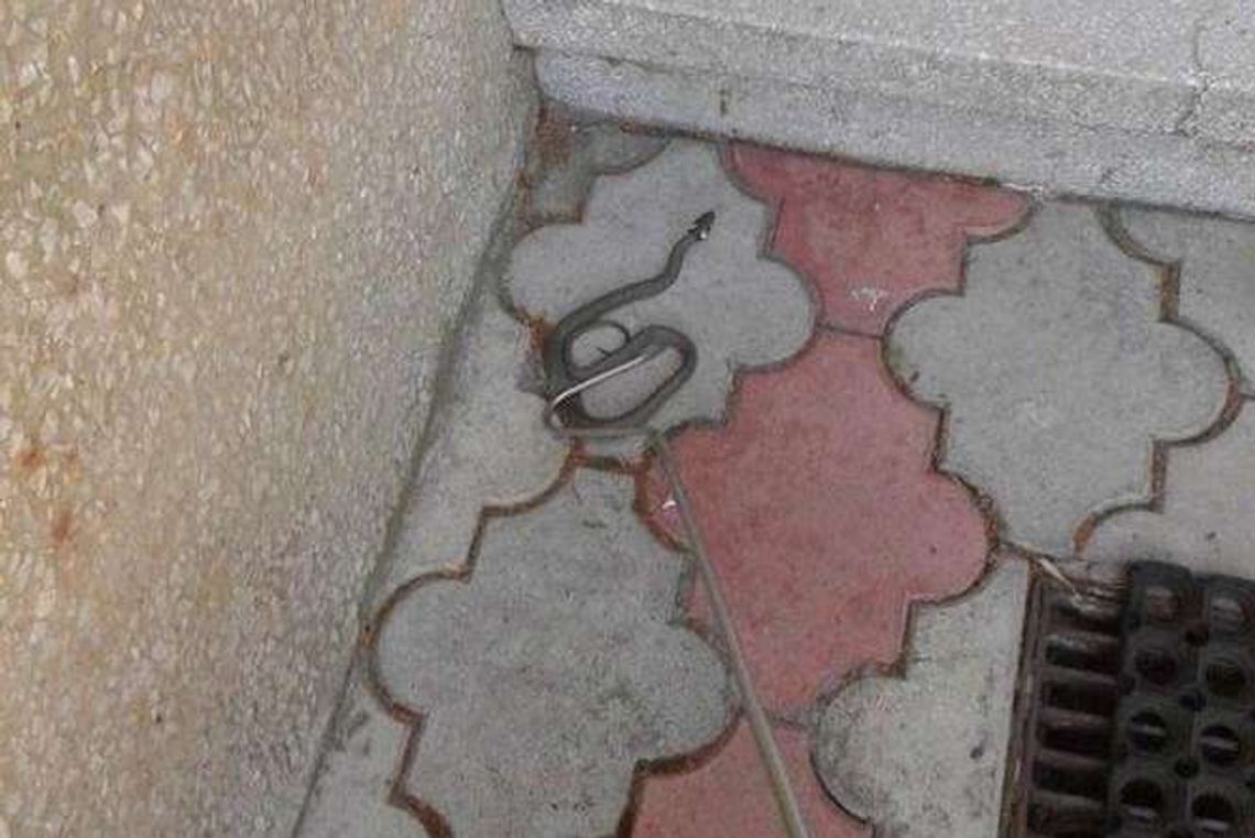 Lubartów: Zaskroniec wystraszył mieszkańców