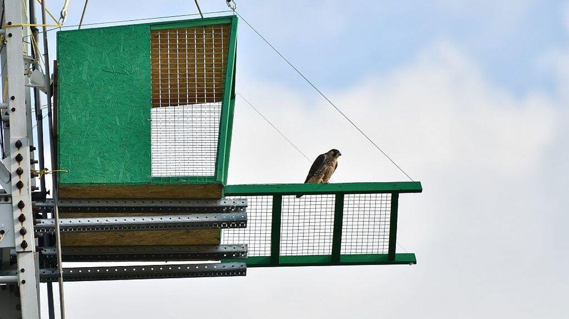Lubartowskie sokoły radzą sobie coraz lepiej. Ptaki można oglądać na żywo w internecie Lubartowskie sokoły radzą sobie coraz lepiej. Ptaki można oglądać na żywo w internecie
