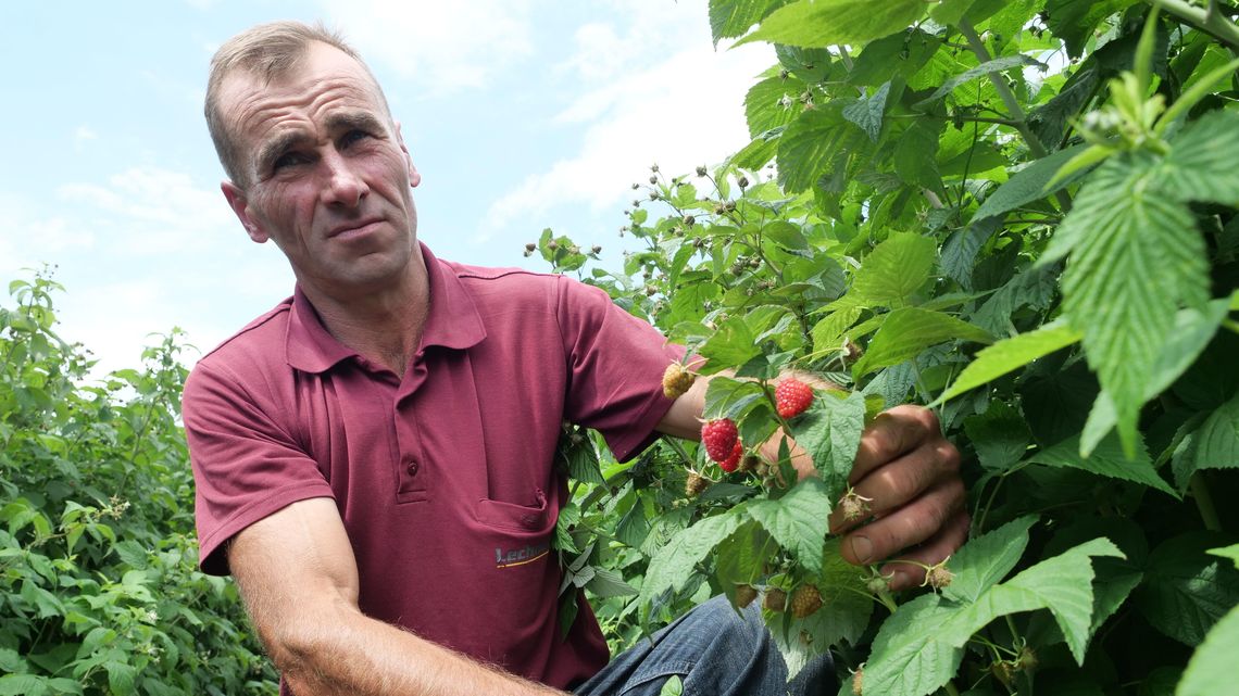 Lubelscy badacze znaleźli grzyby dające odporność malinom. Będzie hit? Lubelscy badacze znaleźli grzyby dające odporność malinom. Będzie hit?