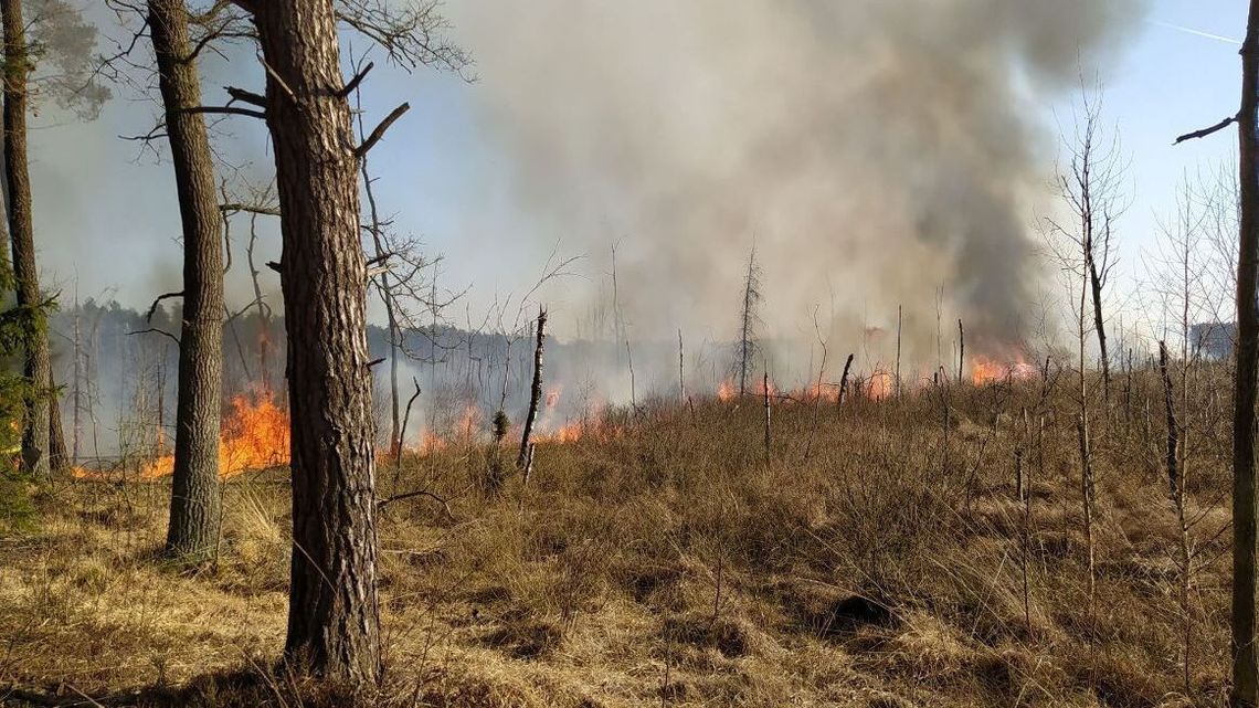 Lubelscy leśnicy przygotowują się do walki z ogniem. W tym roku wspomoże ich śmigłowiec Lubelscy leśnicy przygotowują się do walki z ogniem. W tym roku wspomoże ich śmigłowiec