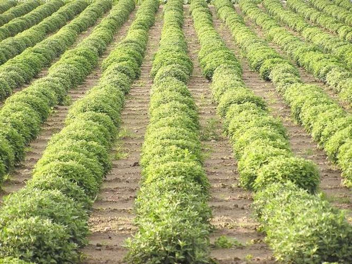 Lubelska firma: Wykryć szkodliwe mikroorganizmy na polu i wtedy zabić