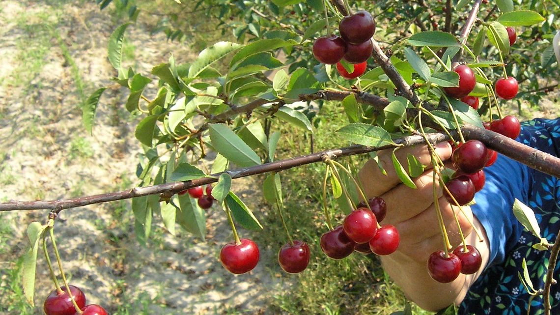 Lubelska Lista Płac. Ile można zarobić na zbieraniu owoców i warzyw