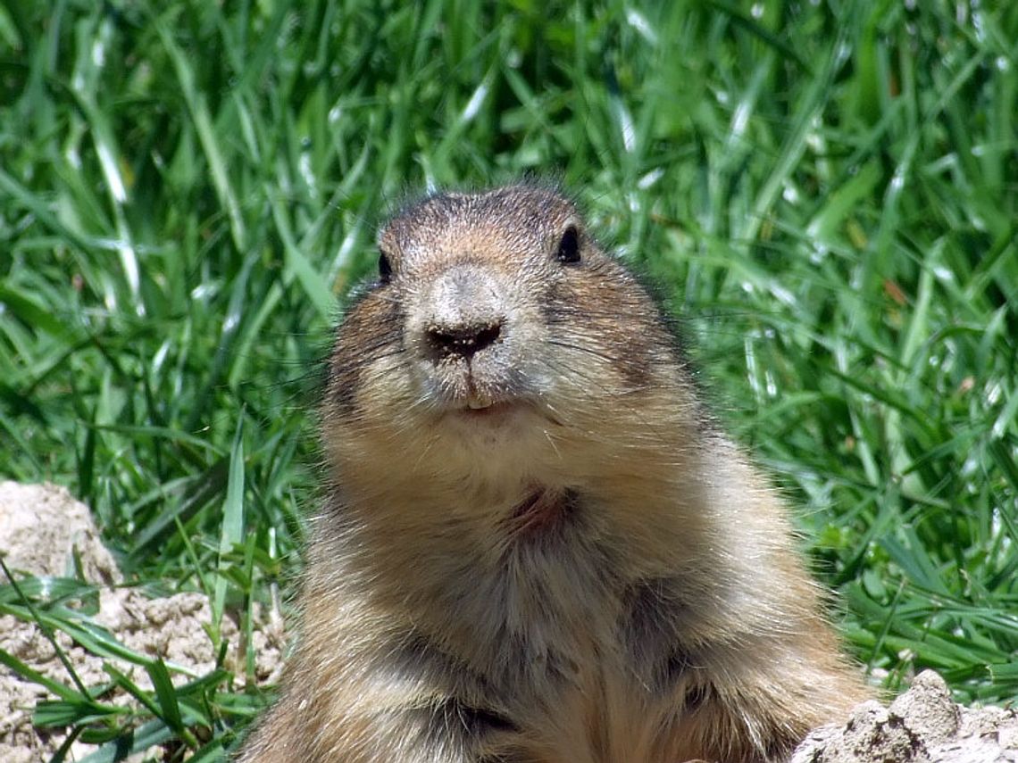 Lubelska Nagroda Ekologiczna: Dla kogo \"Suseł 2012” Lubelska Nagroda Ekologiczna: Dla kogo \"Suseł 2012”