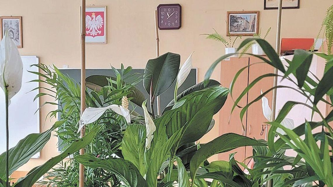 Lubelska szkoła powita uczniów kwiatami. "Rośliny redukują stres"