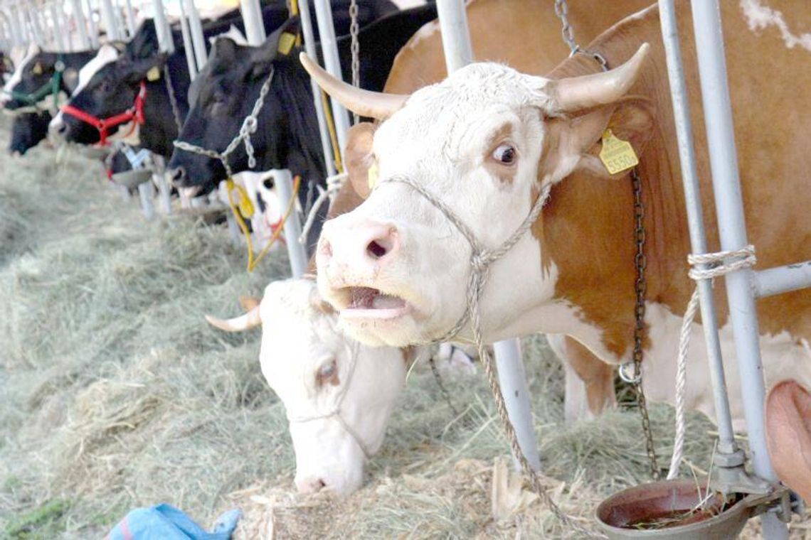 Lubelska wołowina podbije świat?