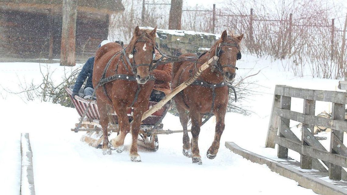 Lubelski skansen z nową atrakcją. Zwiedzanie w saniach