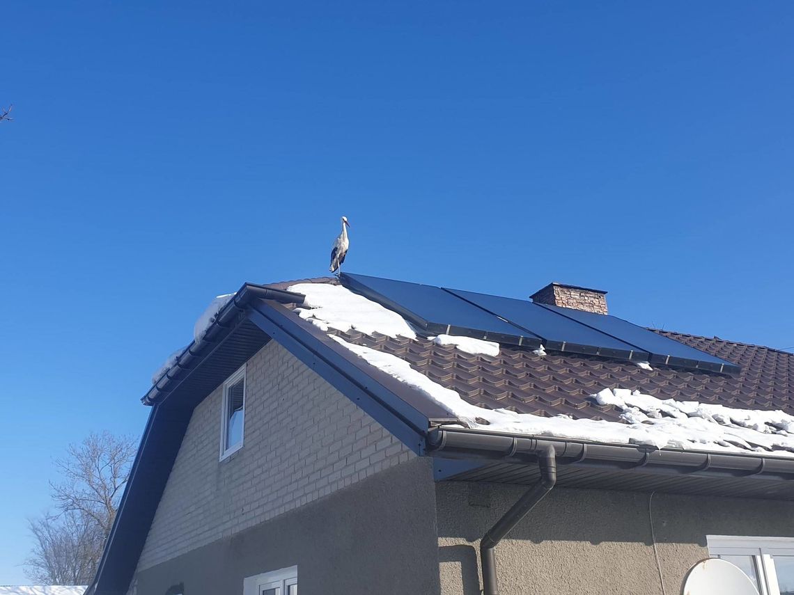 Lubelskie. Bocian przymarzł do dachu
