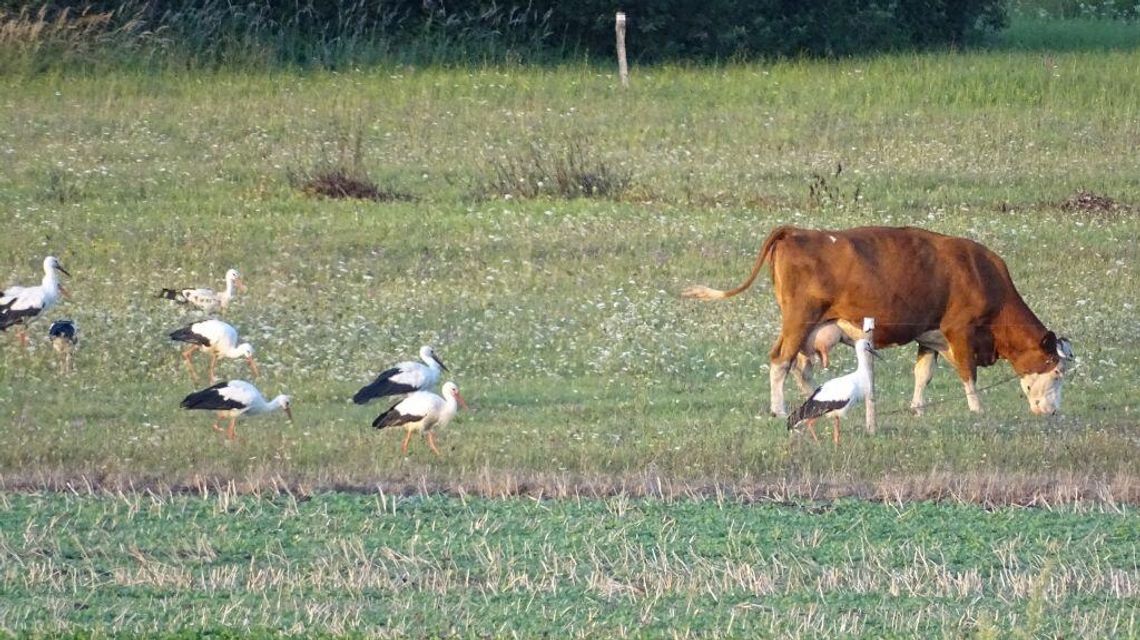 Lubelskie: Bociany sejmikują przed odlotem 