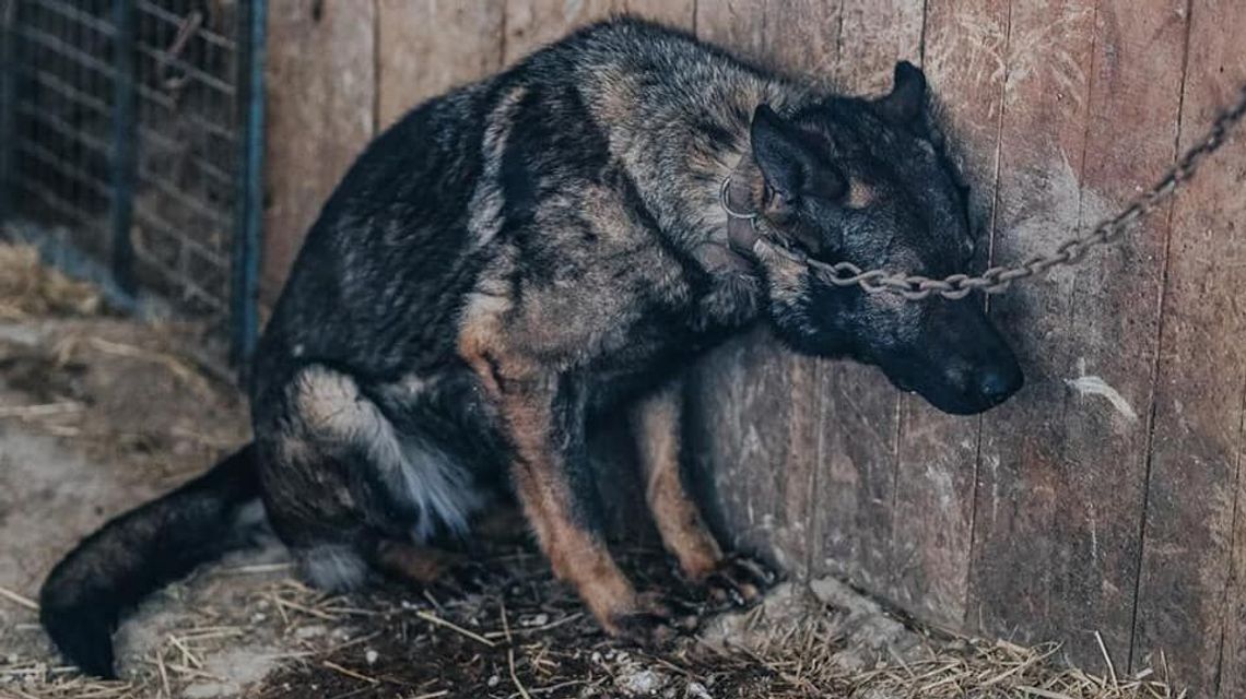 Lubelskie. Były hodowane dla policji. Zgotował psom koszmar