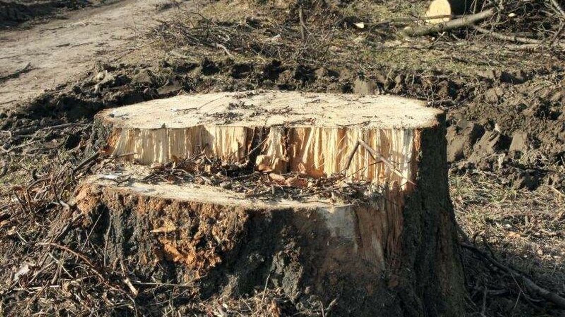Lubelskie. Chcą budować drogę wojewódzką, a pani Maria prosi, żeby zostawić lipy