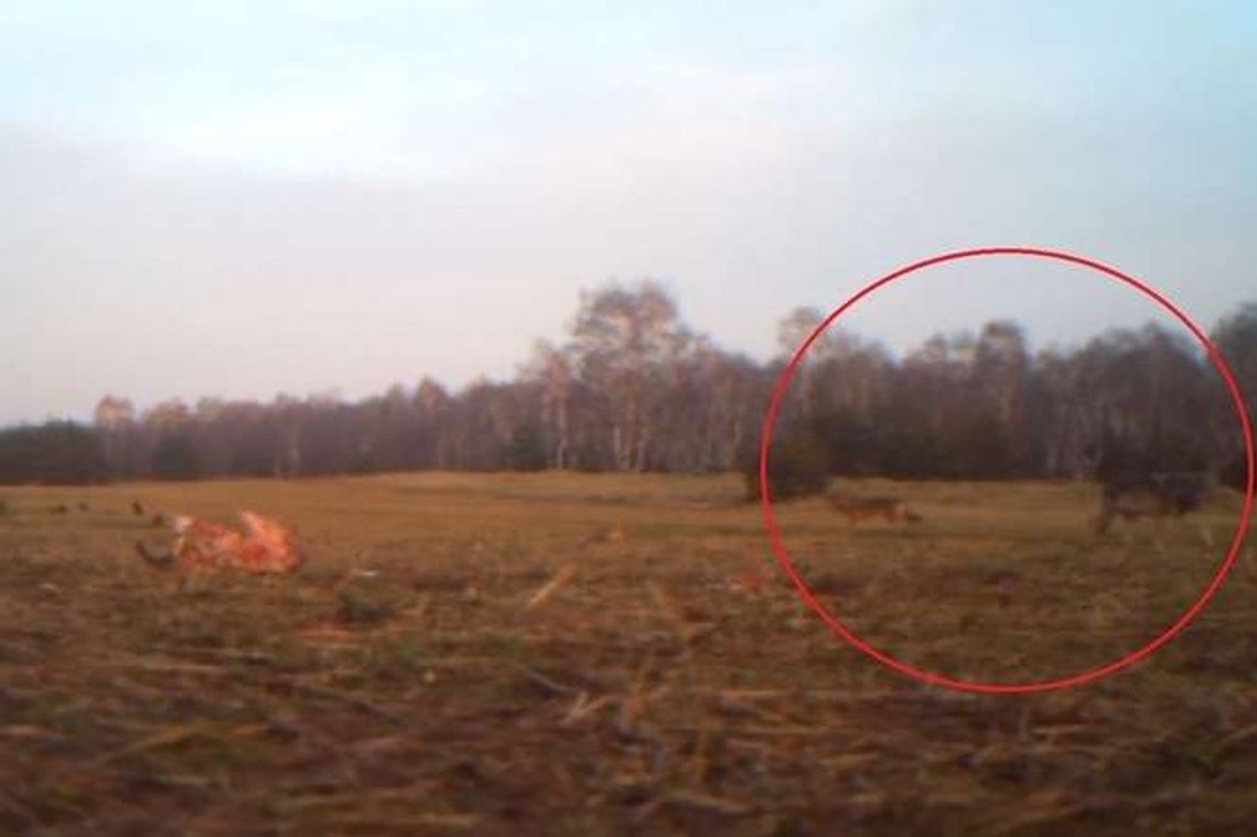 Lubelskie: Chciał nagrać drapieżne ptaki. Ale kamera uchwyciła inne zwierzęta [wideo]