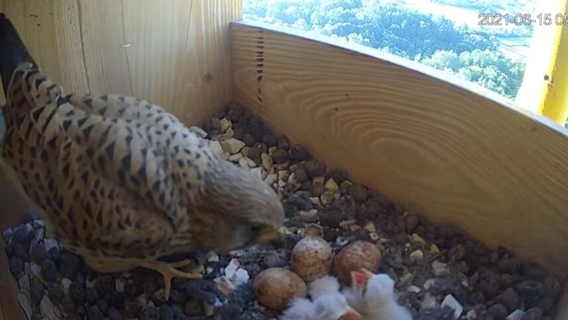 Lubelskie: Chronione ptaki polubiły cementownię 