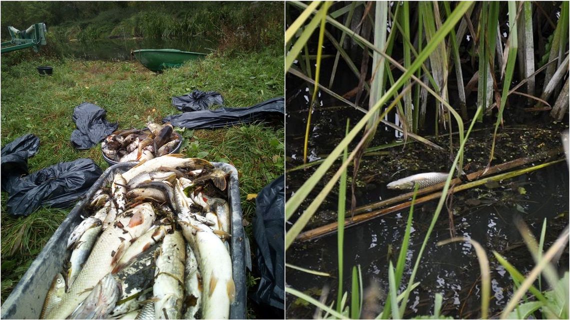 Lubelskie: Codziennie z rzeki wyciągają 100 kilogramów padłych ryb. Już wiadomo co je zabija Lubelskie: Codziennie z rzeki wyciągają 100 kilogramów padłych ryb. Już wiadomo co je zabija