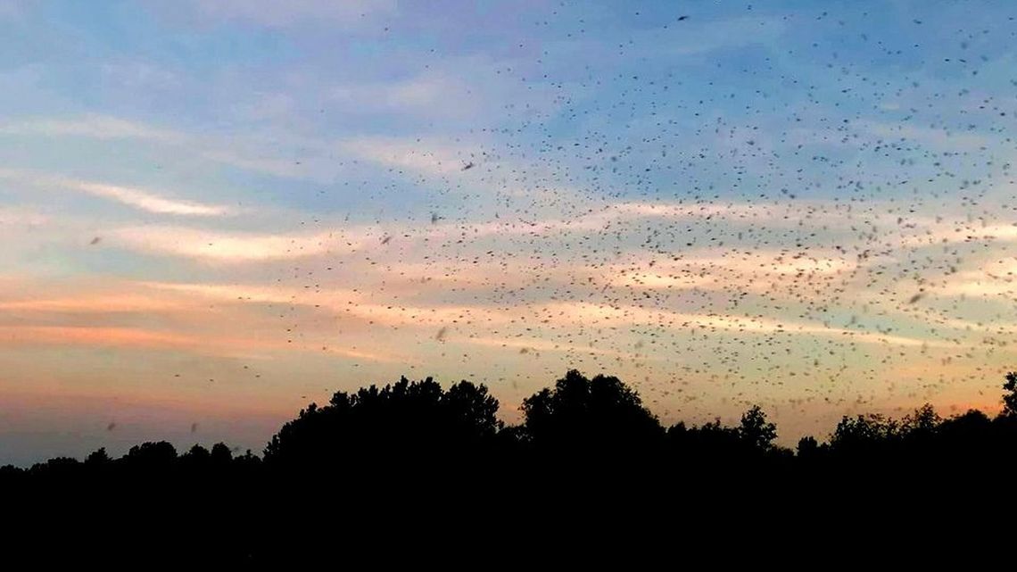 Lubelskie: Coraz większe problemy z komarami. W niektórych miejscach nie da się wytrzymać