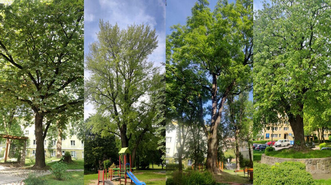 Lubelskie drzewa u „lekarza”. Czeka je specjalistyczne leczenie Lubelskie drzewa u „lekarza”. Czeka je specjalistyczne leczenie