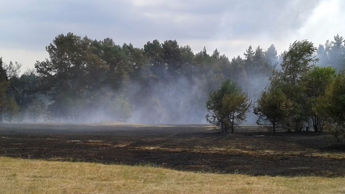 Lubelskie: Duży pożar lasu. Strażacy walczą z ogniem, pomagał samolot gaśniczy