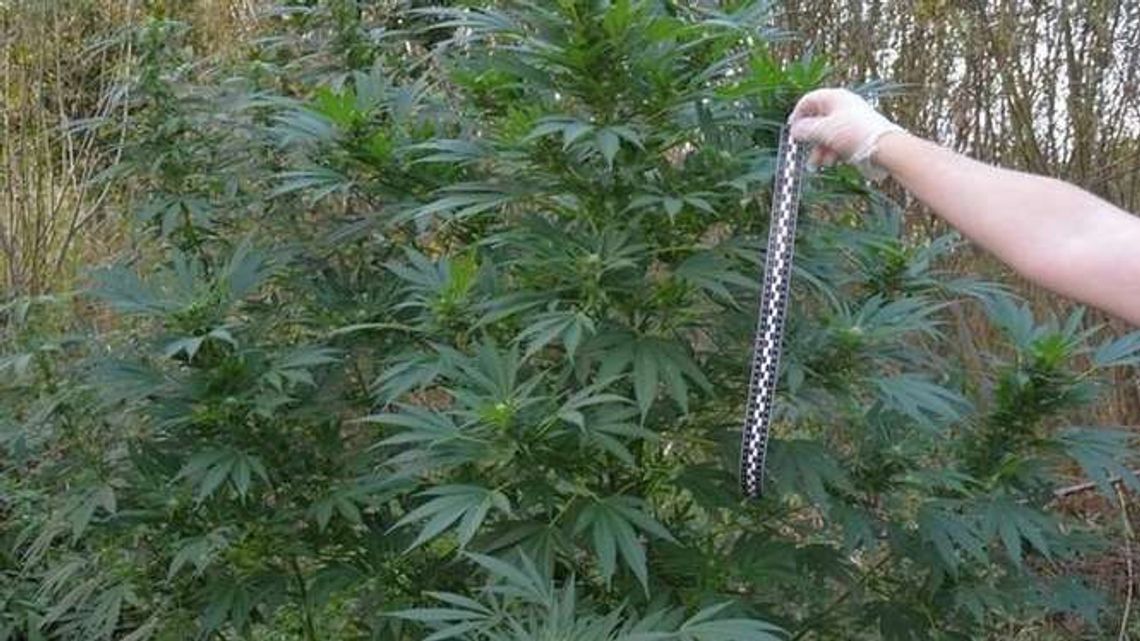 Lubelskie: Dwa nowe miejsca z nielegalnymi plantacjami konopi indyjskich