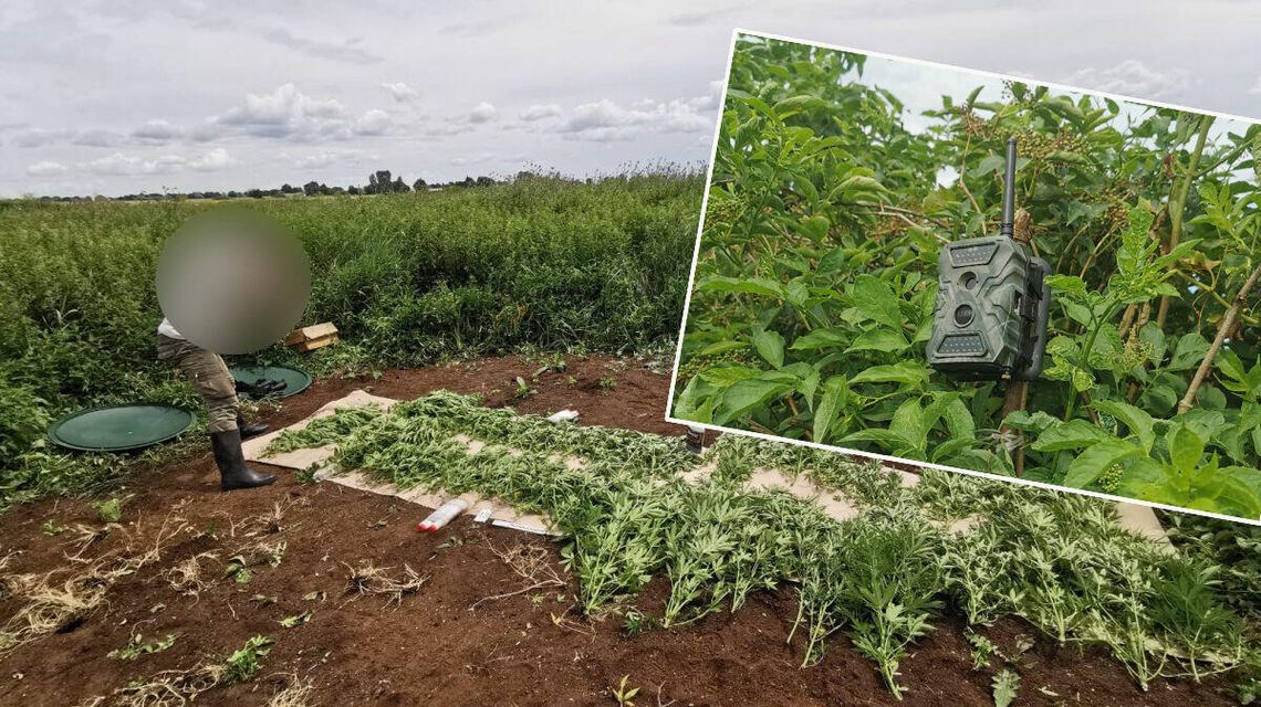 Lubelskie. Fotopułapka w gęstym polu. Nie była tam przypadkowo