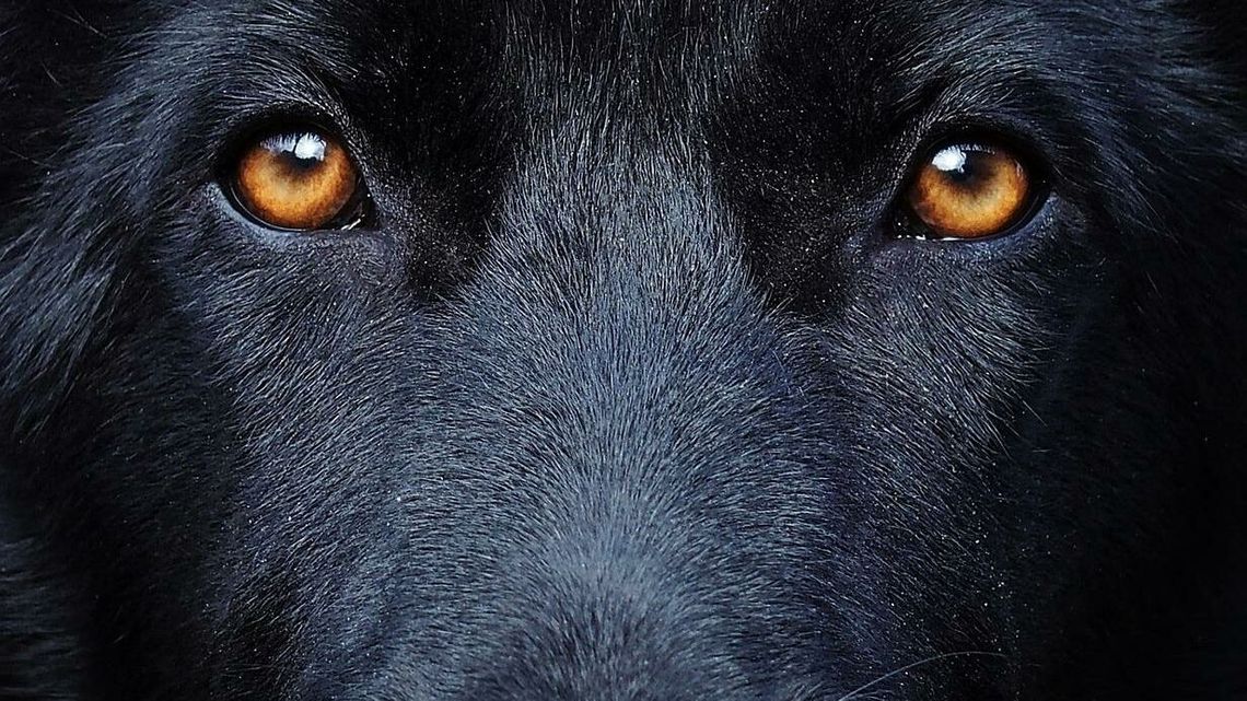 Lubelskie. Jego własne psy zagryzły mu matkę