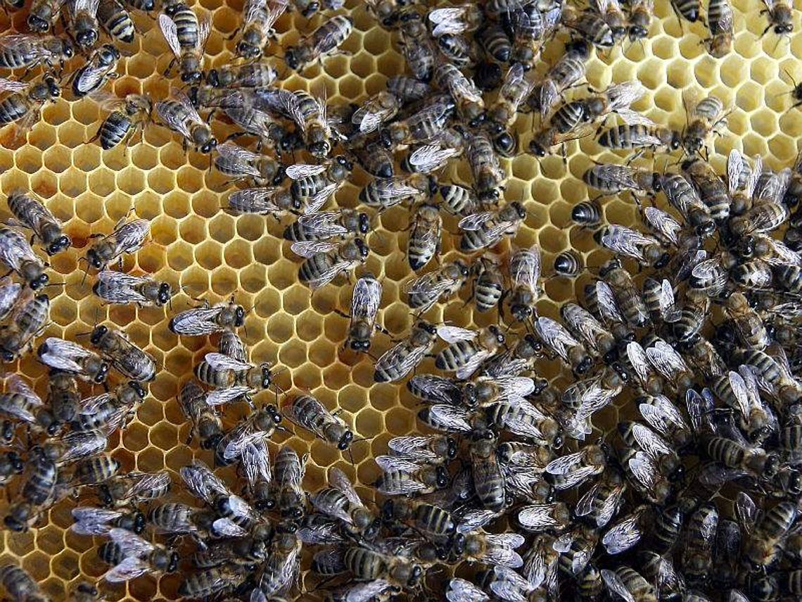 Lubelskie: Jest miód z kopru, będzie z rumianku Lubelskie: Jest miód z kopru, będzie z rumianku