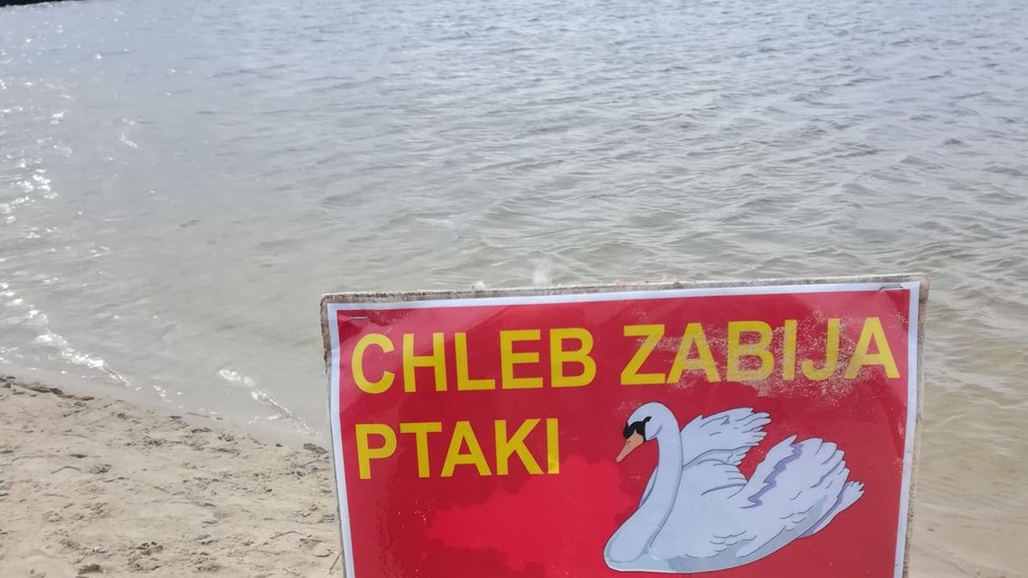 Lubelskie: Karmisz kaczki i łabędzie chlebem? To przestań, bo możesz je zabić Lubelskie: Karmisz kaczki i łabędzie chlebem? To przestań, bo możesz je zabić