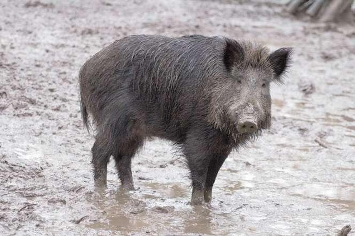 Lubelskie: Kolejne dziki z groźnym wirusem