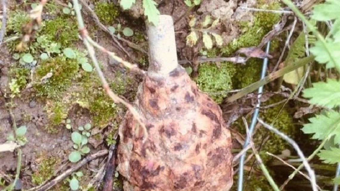 Lubelskie: Kopał i się dokopał. Znalazł granat, którym zajęli się saperzy