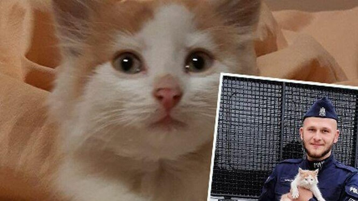 Lubelskie. Kotek w krzakach, a wokół już czaiły się lisy Lubelskie. Kotek w krzakach, a wokół już czaiły się lisy