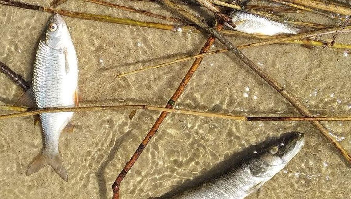 Lubelskie: Kto wytruł ryby w zalewie? "To wielka tragedia, której skali nie sposób dziś oszacować" Lubelskie: Kto wytruł ryby w zalewie? "To wielka tragedia, której skali nie sposób dziś oszacować"