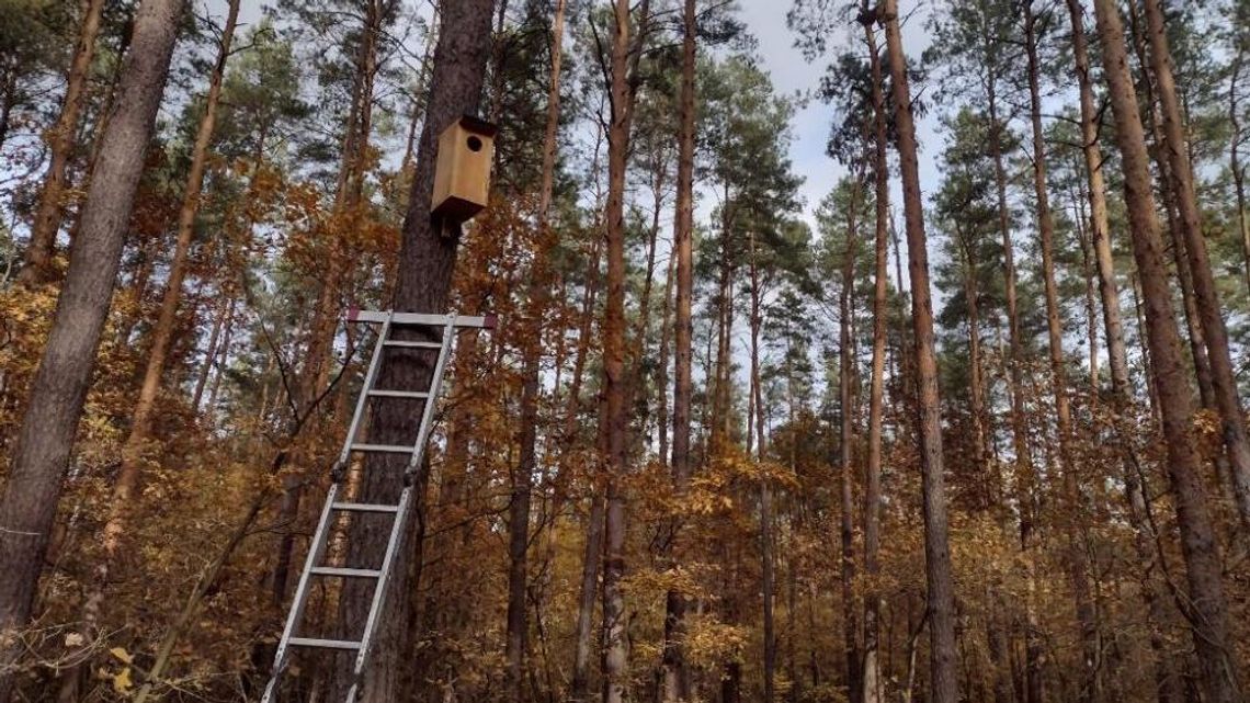 Lubelskie lasy gotowe na nowych lokatorów