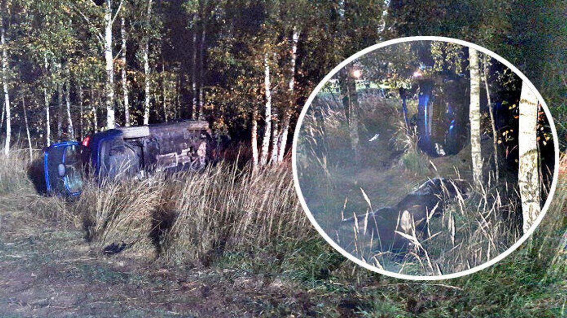 Lubelskie. Łoś wybiegł na drogę. Kierowca samochodu zginął na miejscu, pasażerka ranna