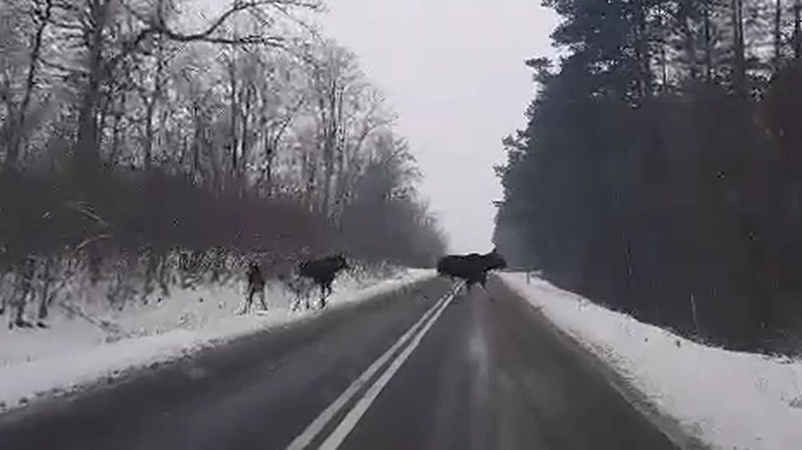 Lubelskie: Łosie spacerowały po szosie. "Zatrzymałam się, żeby podziwiać te piękne zwierzęta"
