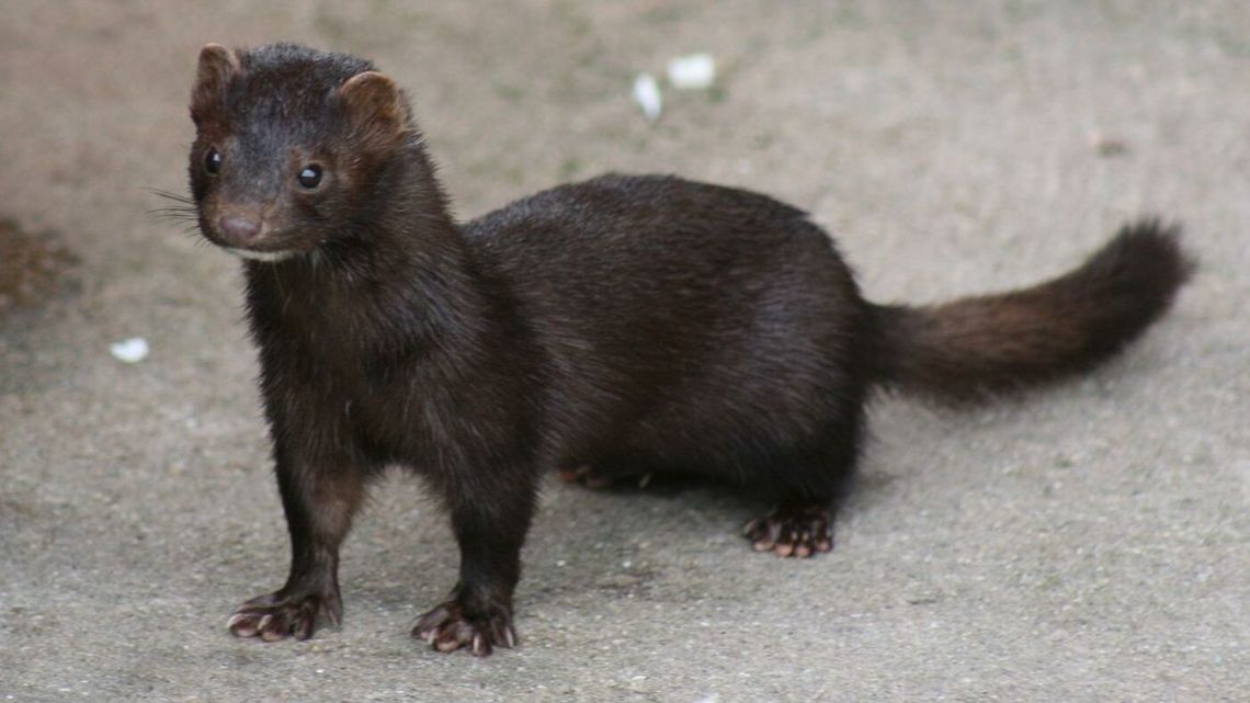Lubelskie. Ma zabić wszystkie swoje zwierzęta - 37 tysięcy norek. Odszkodowania nie dostanie Lubelskie. Ma zabić wszystkie swoje zwierzęta - 37 tysięcy norek. Odszkodowania nie dostanie