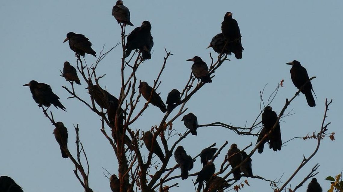 Lubelskie. Mają problem z krukami. Apel radnych do prezydenta RP i premiera Lubelskie. Mają problem z krukami. Apel radnych do prezydenta RP i premiera