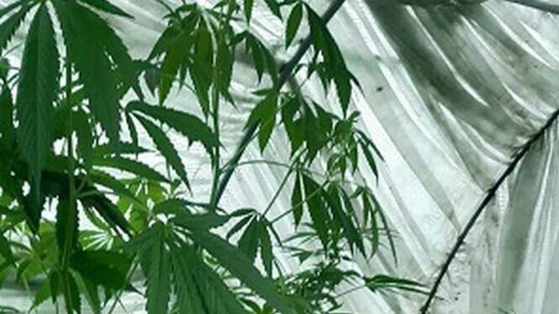 Lubelskie. Miały być warzywa, a przyszła policja i znalazła 2-metrowe okazy Lubelskie. Miały być warzywa, a przyszła policja i znalazła 2-metrowe okazy