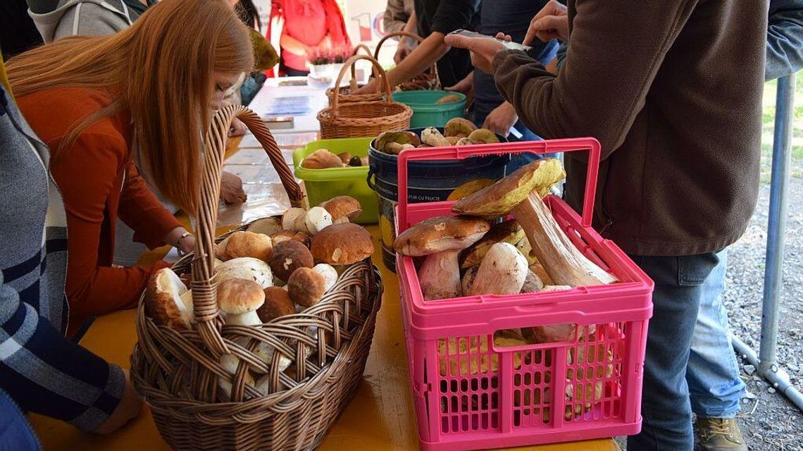 Lubelskie: Mistrzostwa w grzybobraniu. Zwycięzca zebrał 19 kg grzybów [zdjęcia]