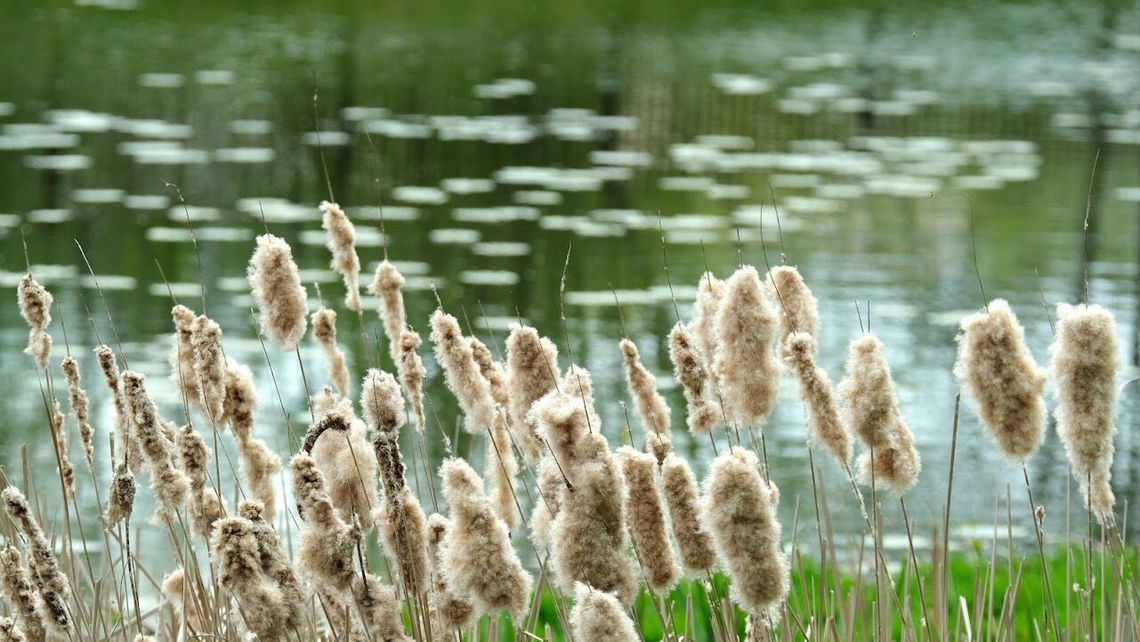 Lubelskie. Młody mężczyzna utonął w drodze do domu